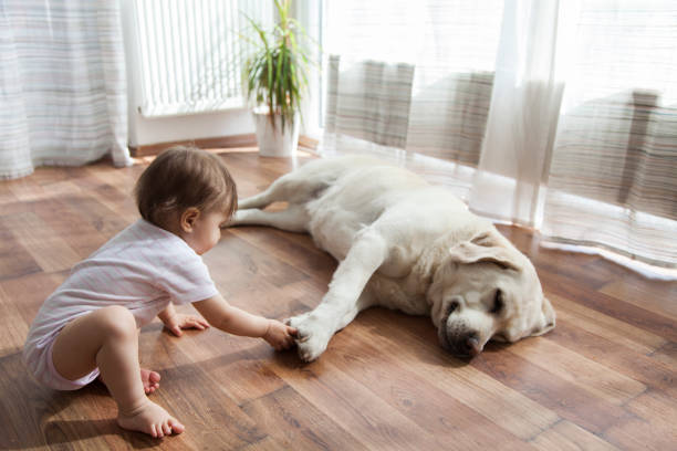 Kid playing with dog | Shoreline Flooring